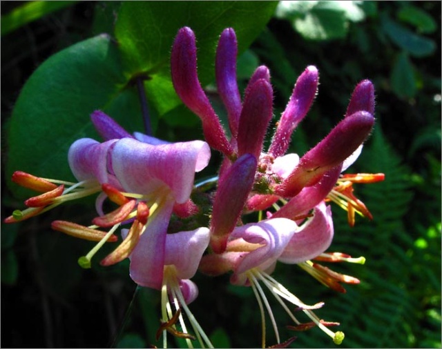 sm 889 California Honeysuckle.jpg - California Honeysuckle (Lonicera hispidula): Our native Honeysuckle is plentiful on this trail.